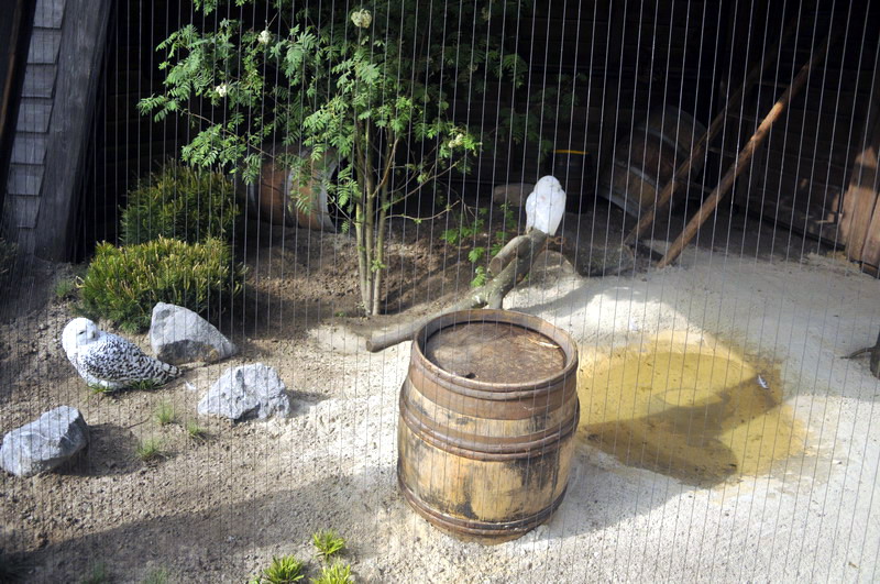 Snowy-owl-enclosure at Hannovers Yukon Bay.