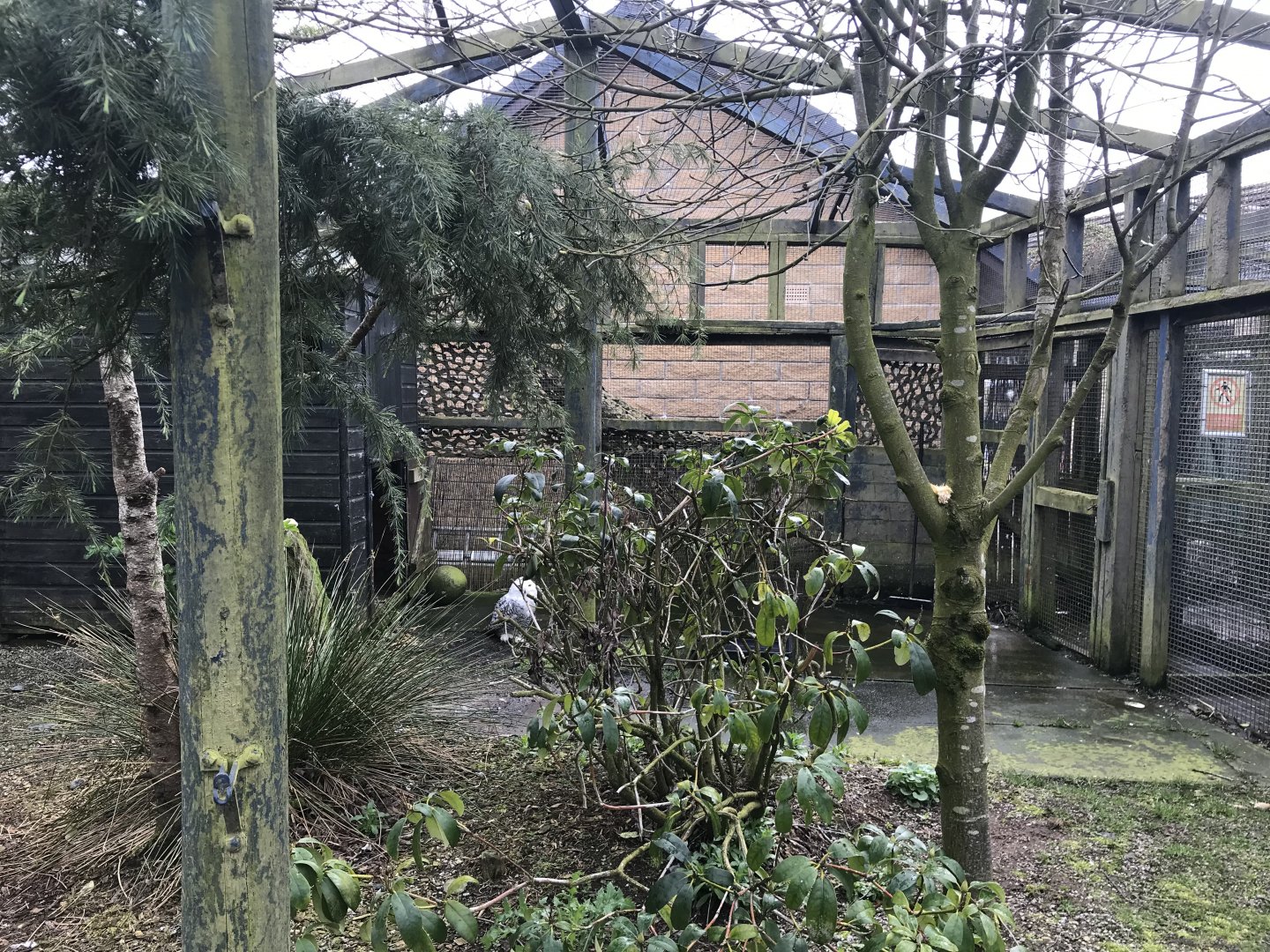 Snowy owl enclosure
