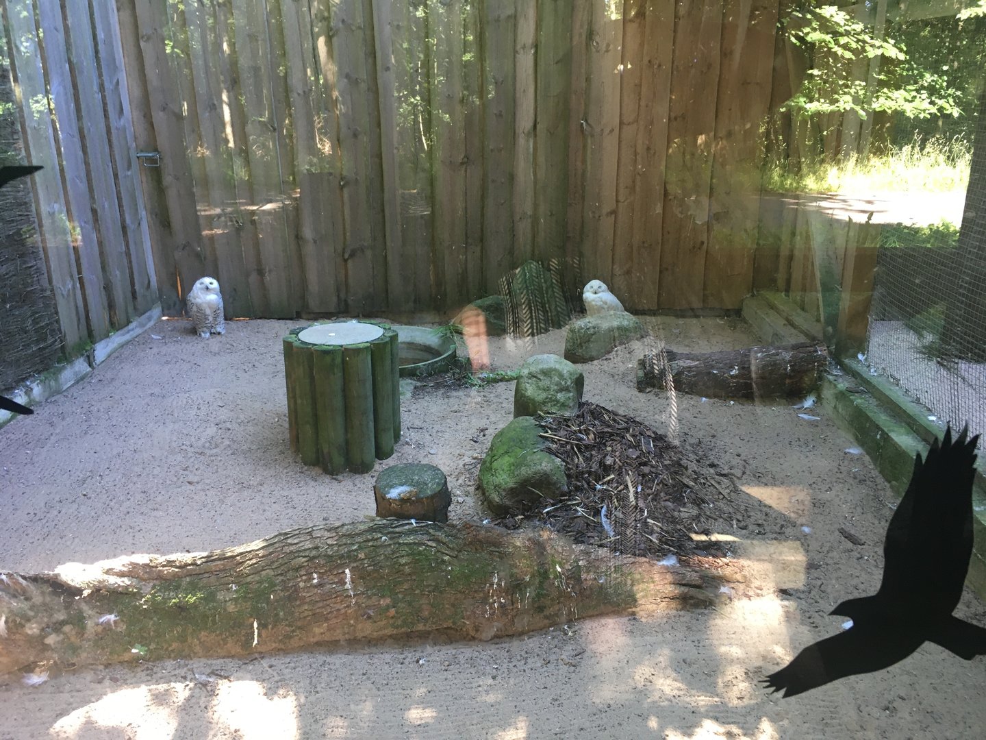 Snowy owl enclosure