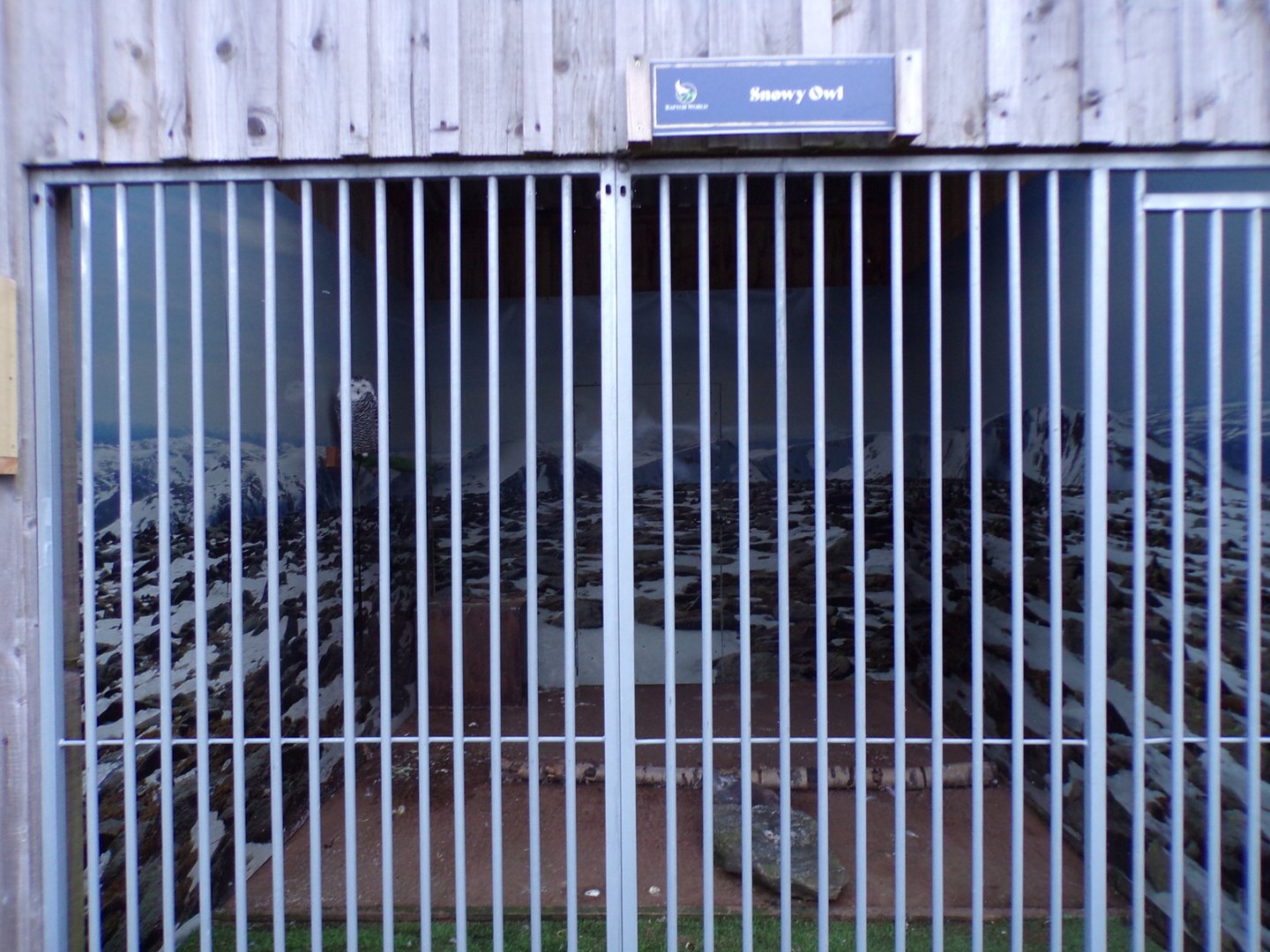 Snowy owl enclosure