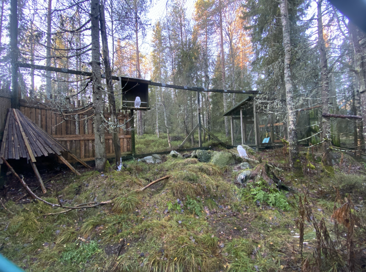 Snowy owl enclosure