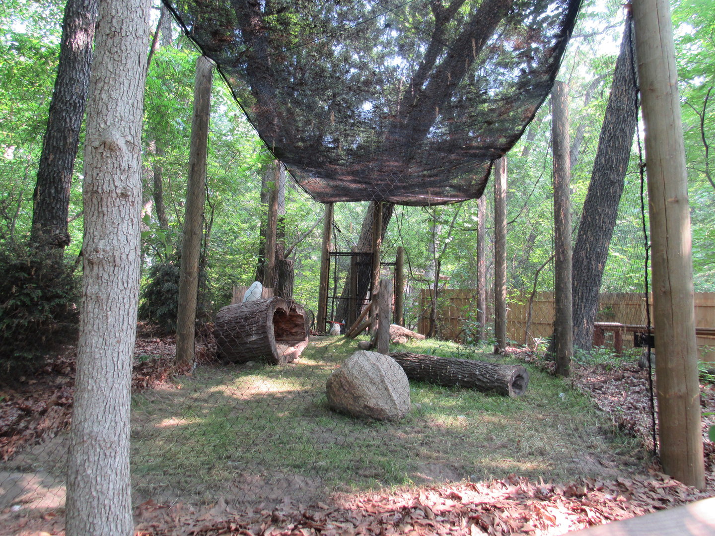 Snowy Owl Exhibit - 6/18/23