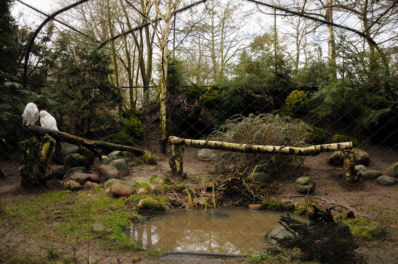 Snowy owl exhibit at Hamburg