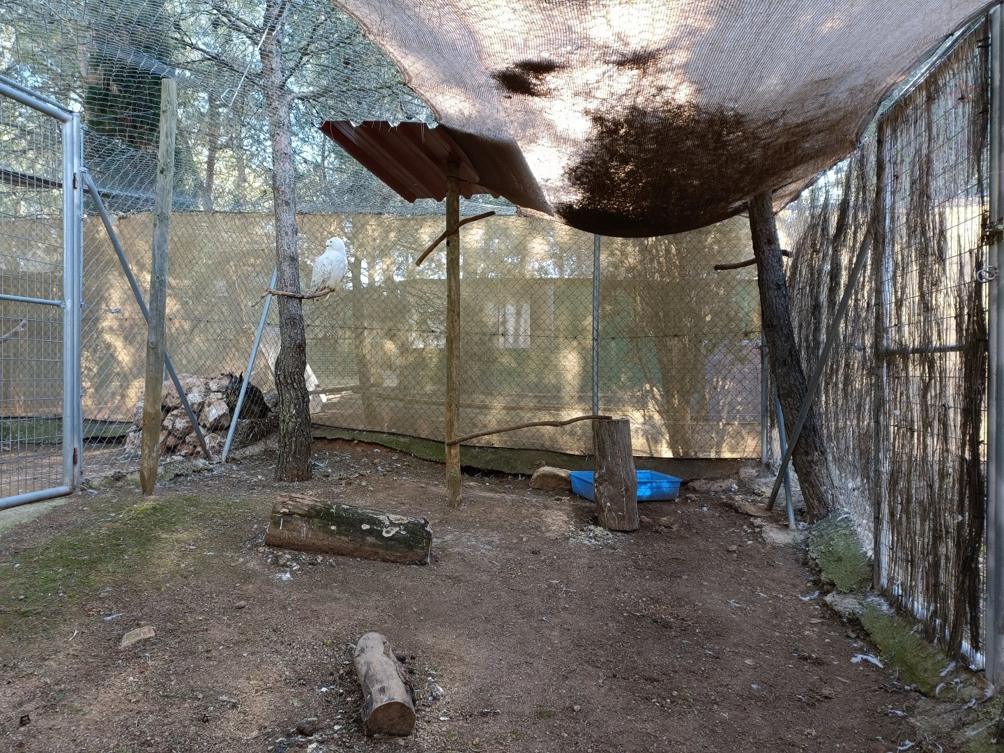 Snowy owl exhibit - Bioparque La Rocha