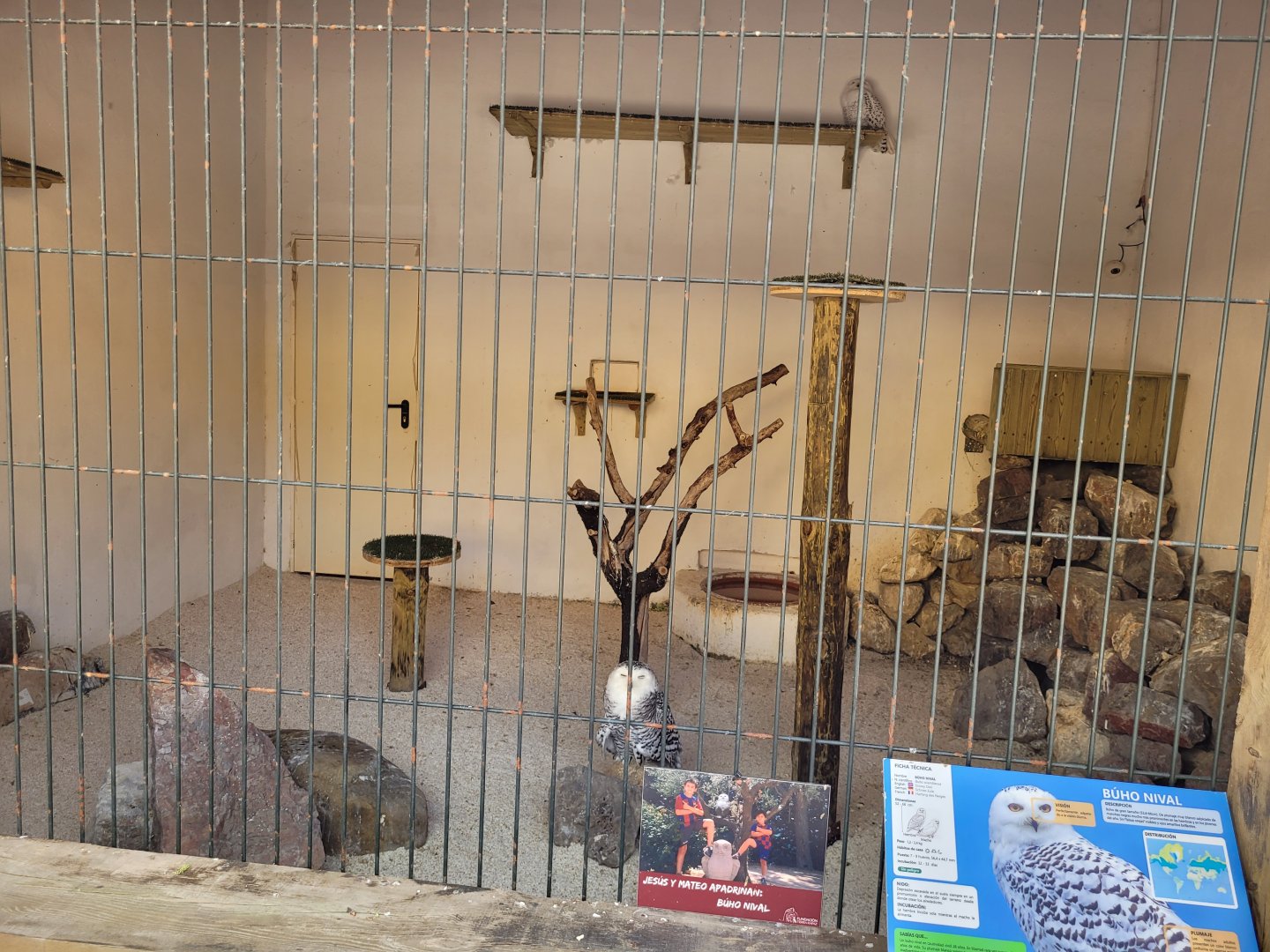 Snowy owl exhibit -Tierra Rapaz (2024)