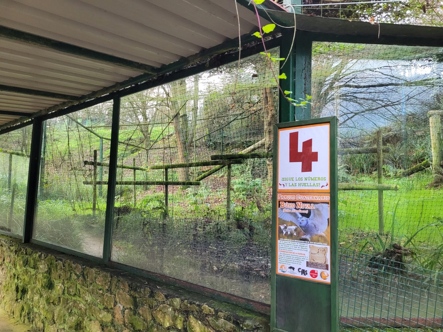 Snowy owl exhibit -Zoo de Santillana del Mar (2023)