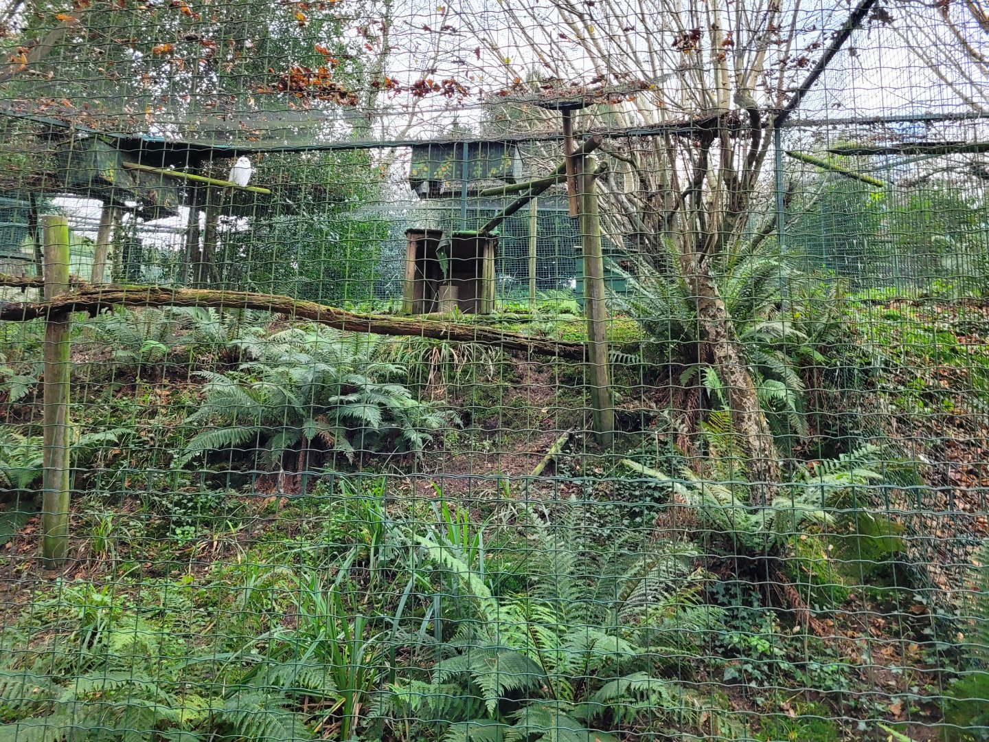 Snowy owl exhibit -Zoo de Santillana del Mar (2023)
