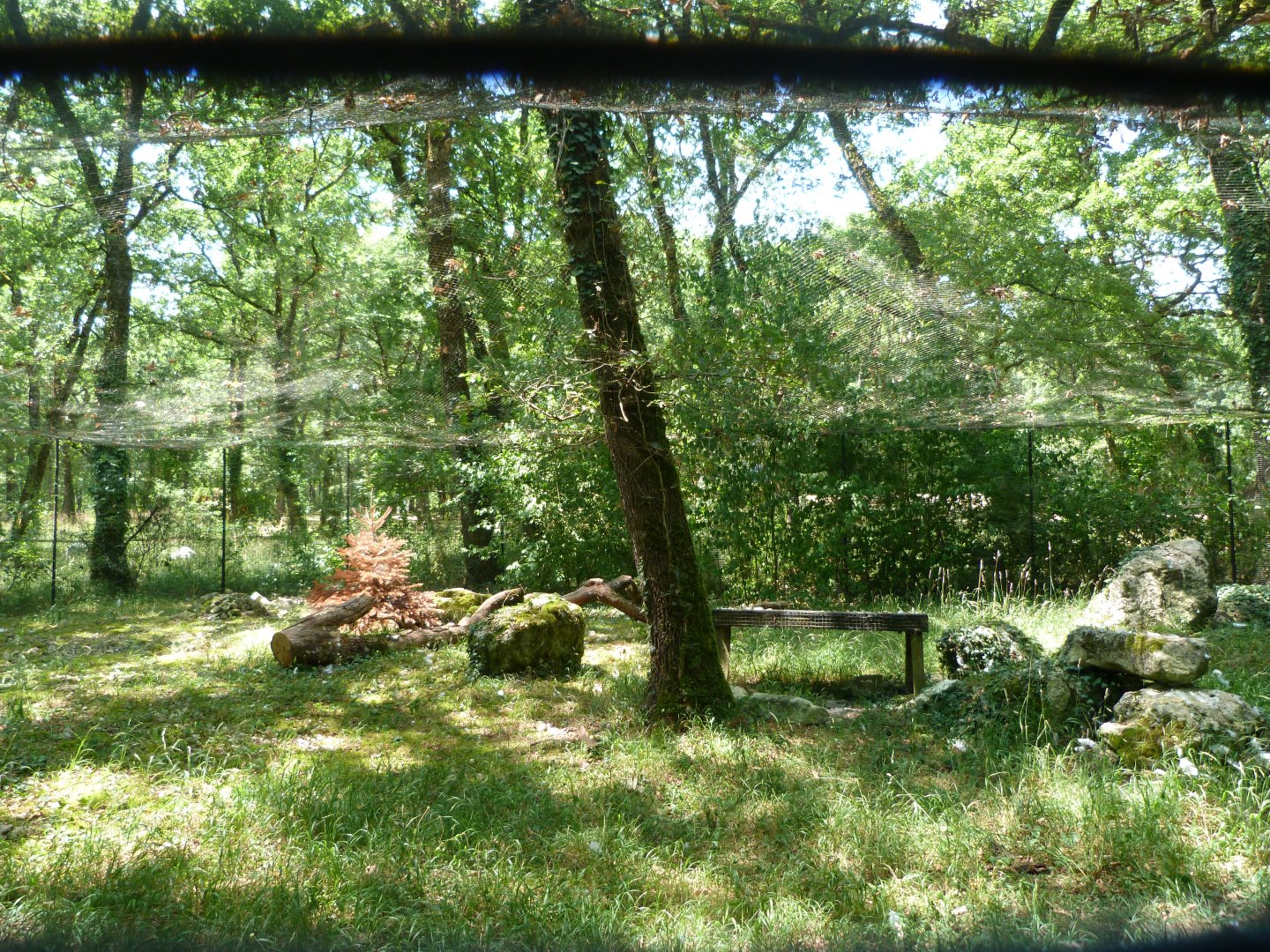 Snowy owl exhibit -Zoodyssée (2025)