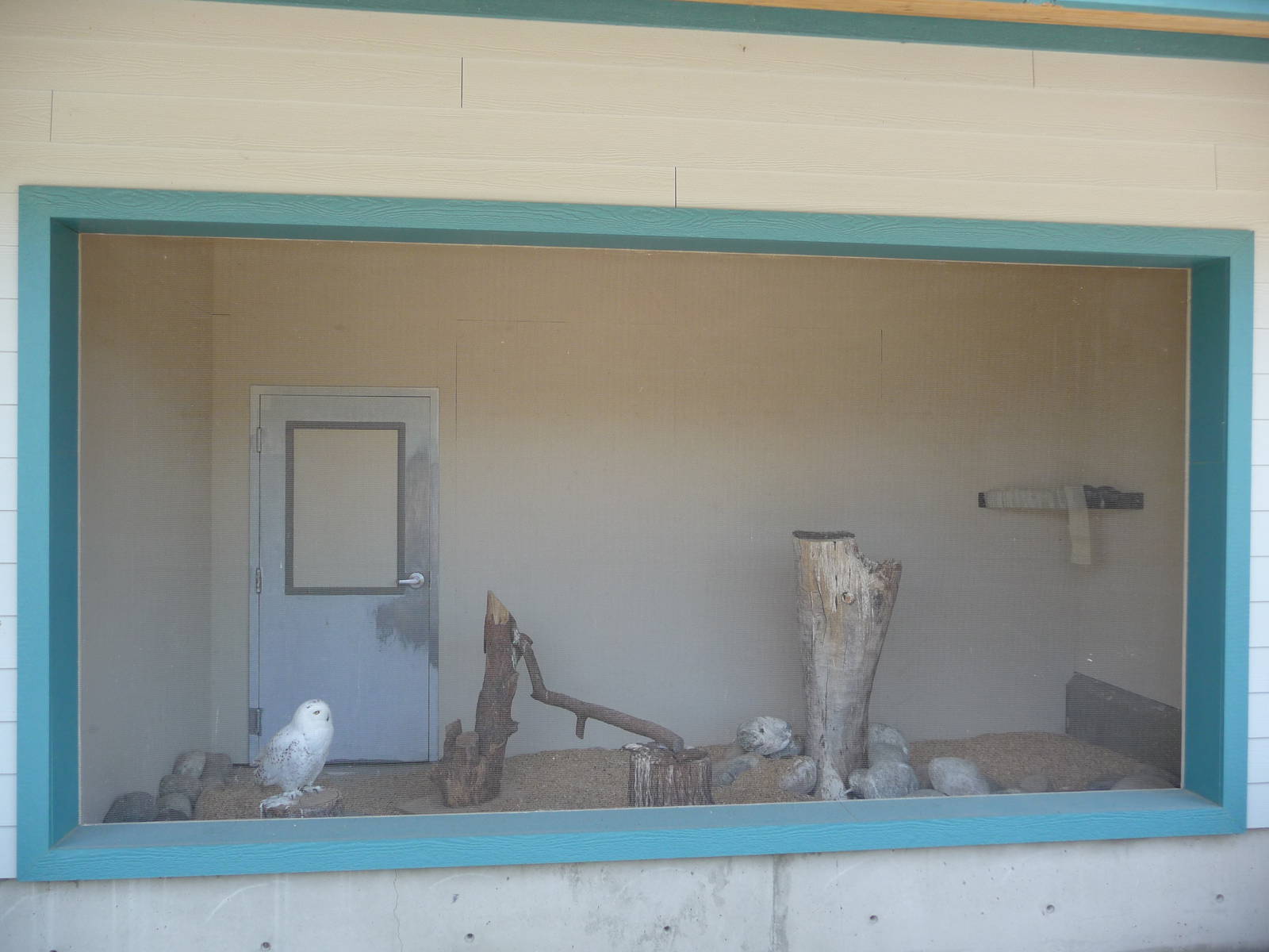 Snowy Owl Exhibit