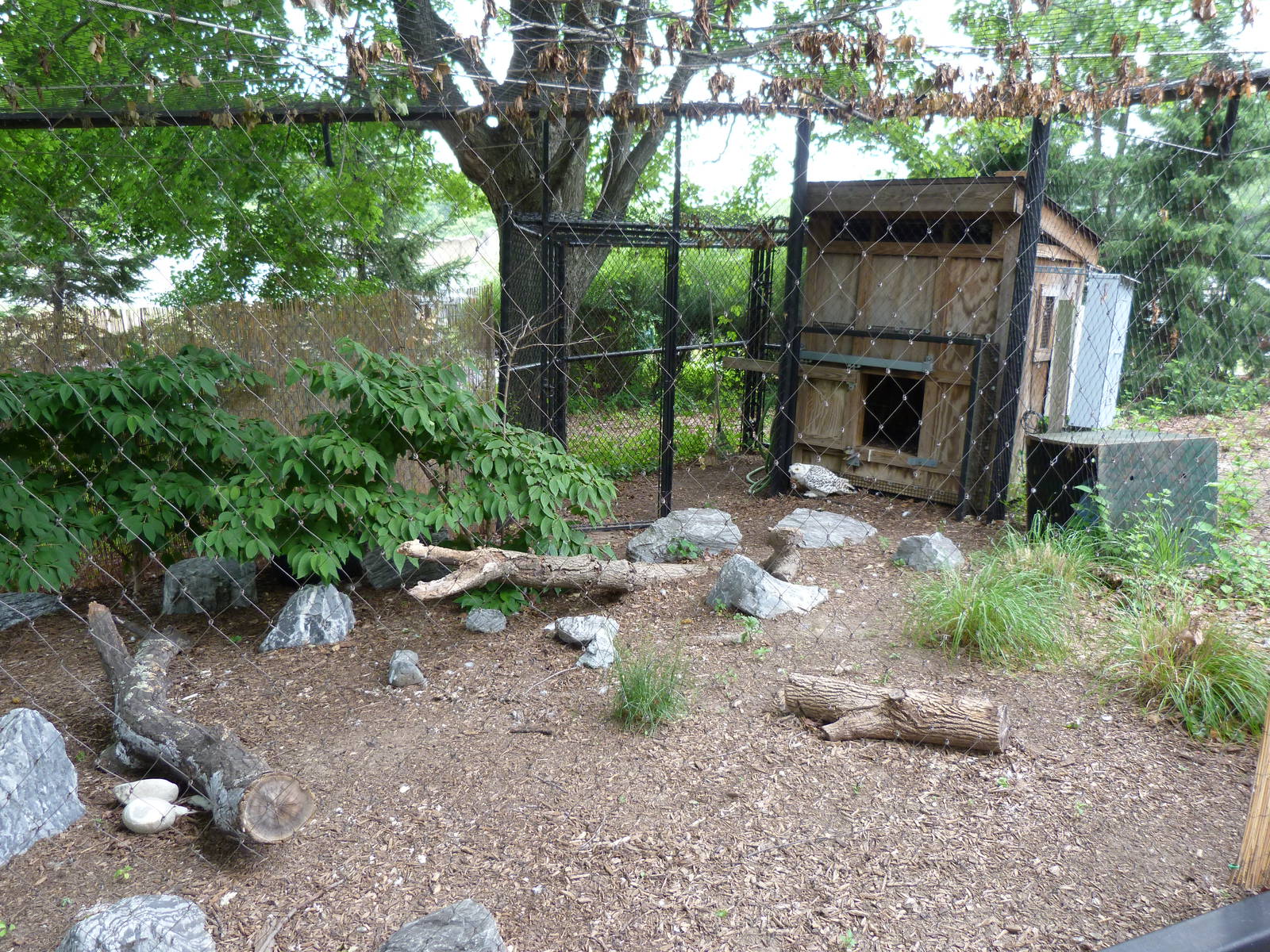 Snowy Owl Exhibit