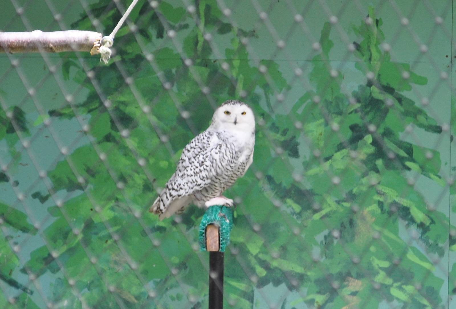 Snowy Owl Exhibit
