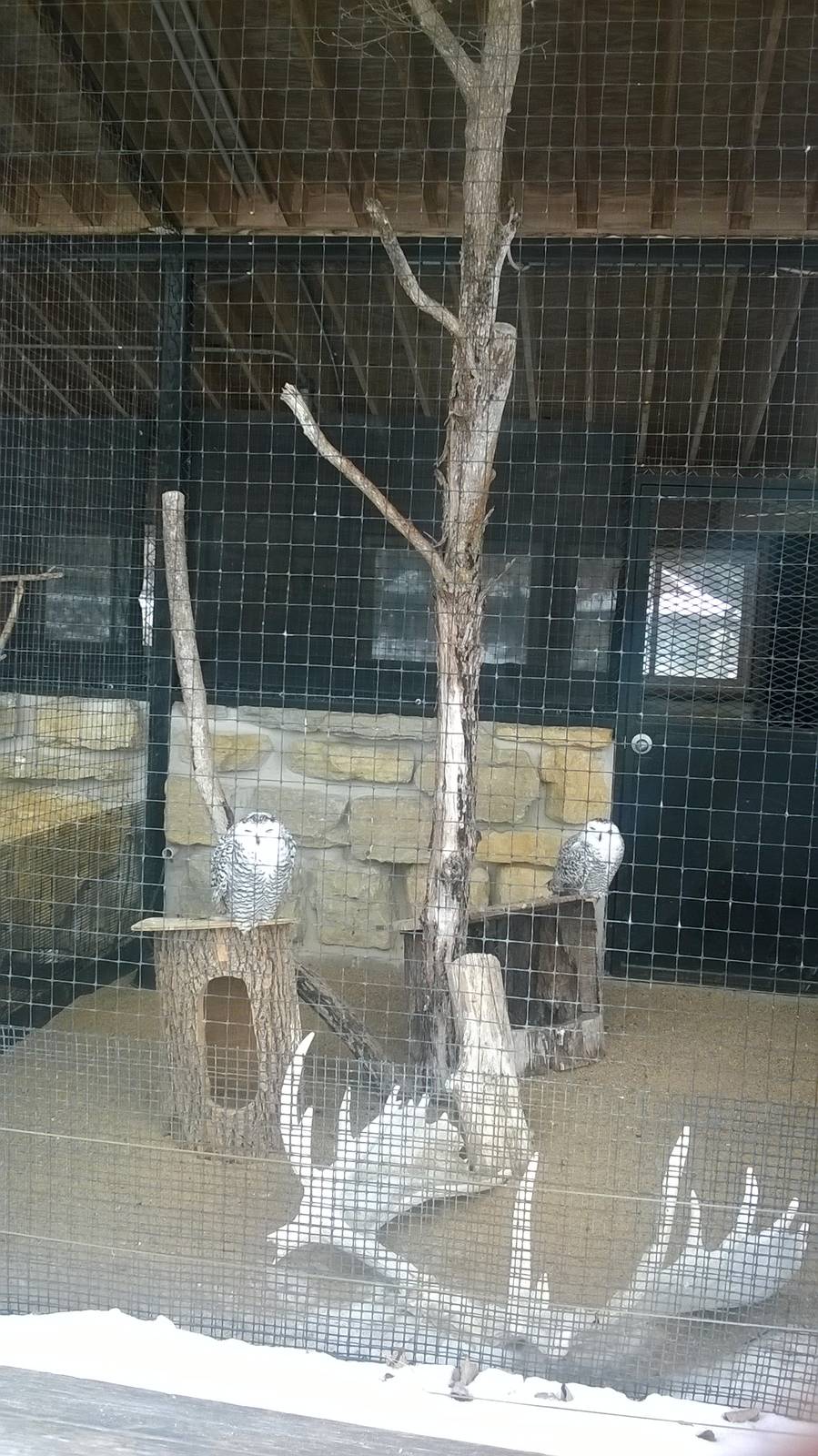 Snowy Owl Exhibit