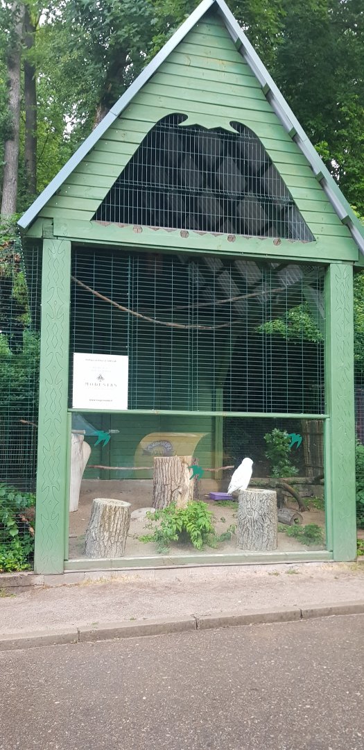 Snowy owl exhibit