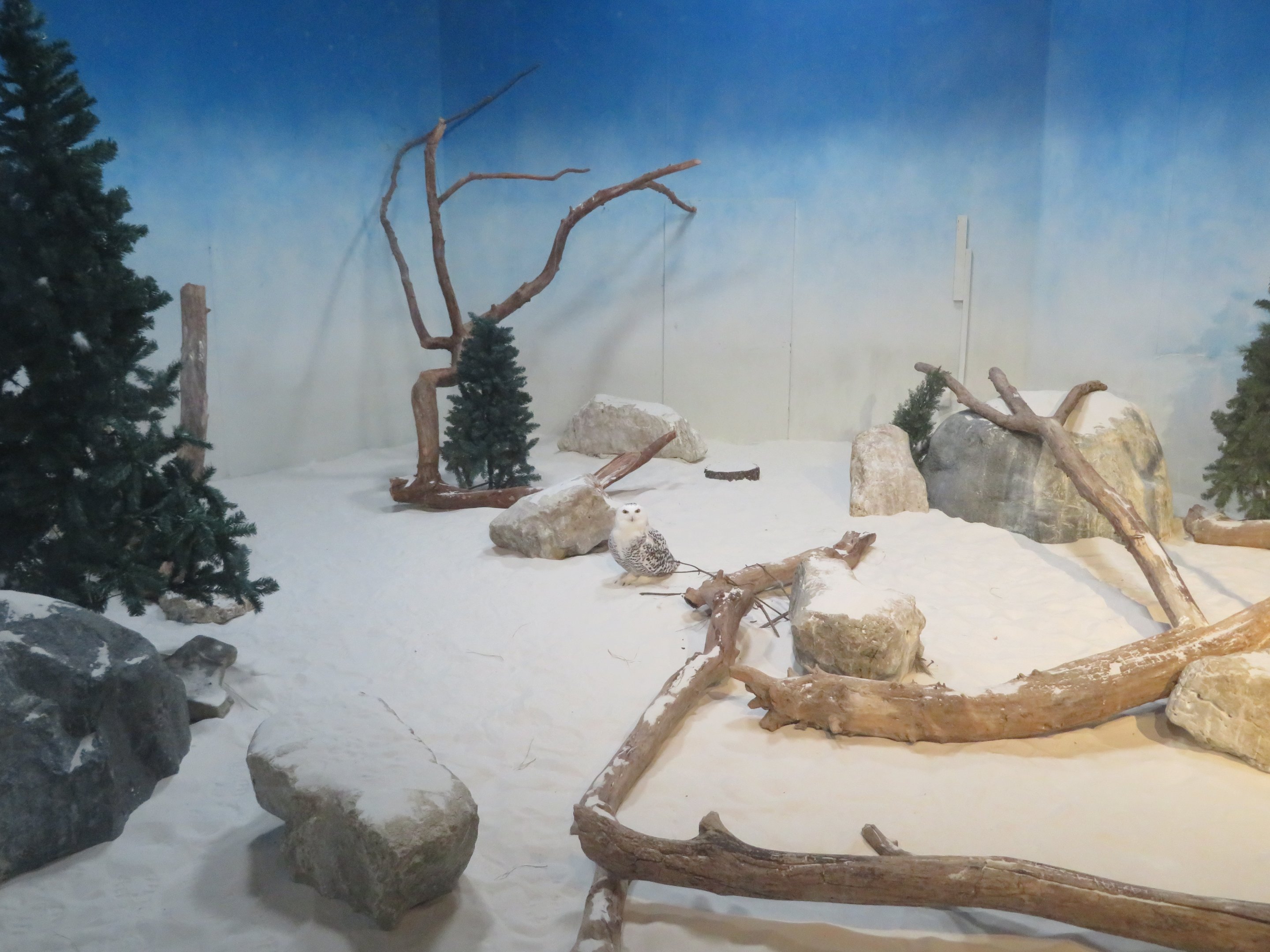 Snowy Owl Exhibit