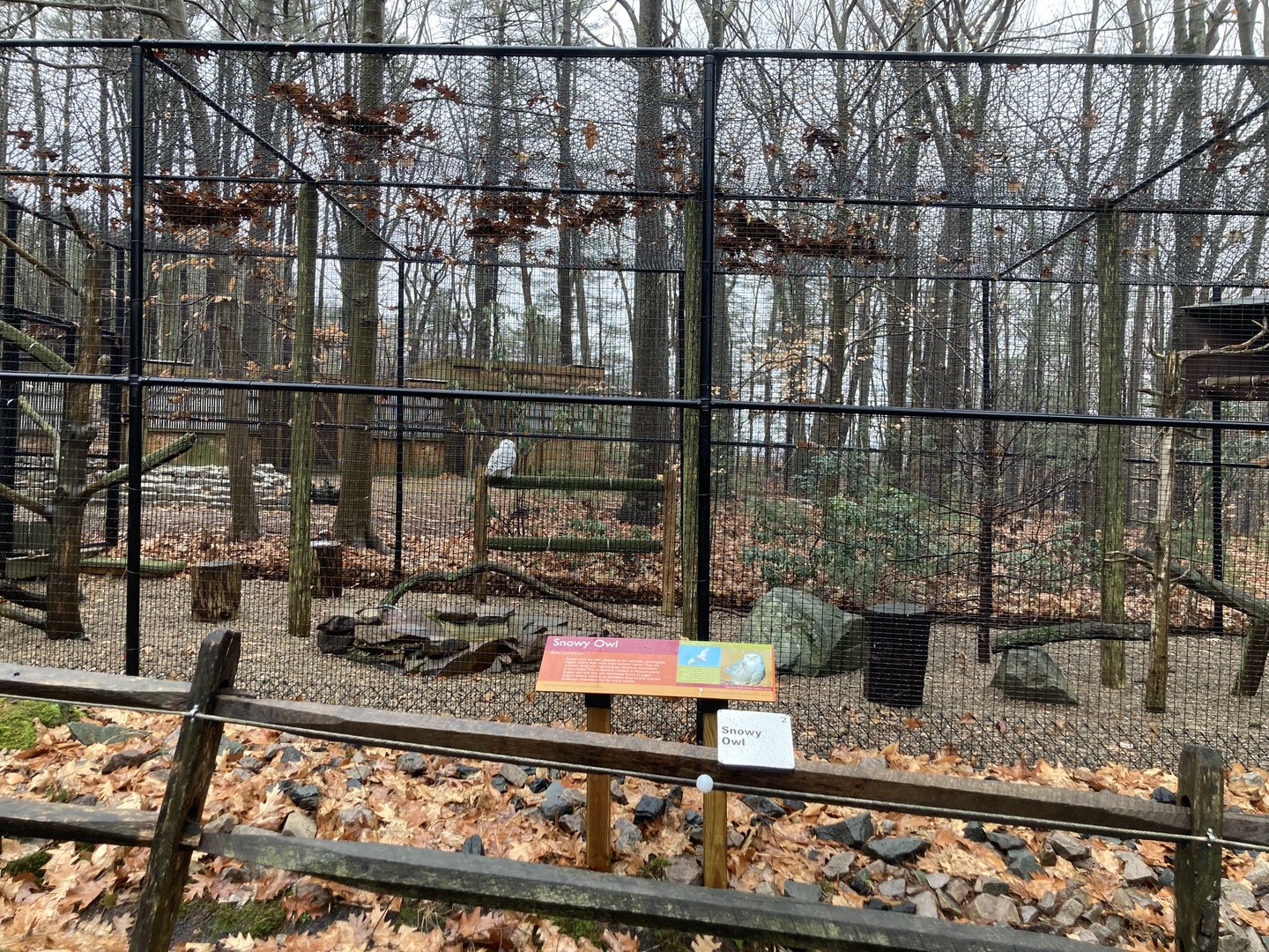 Snowy Owl Exhibit