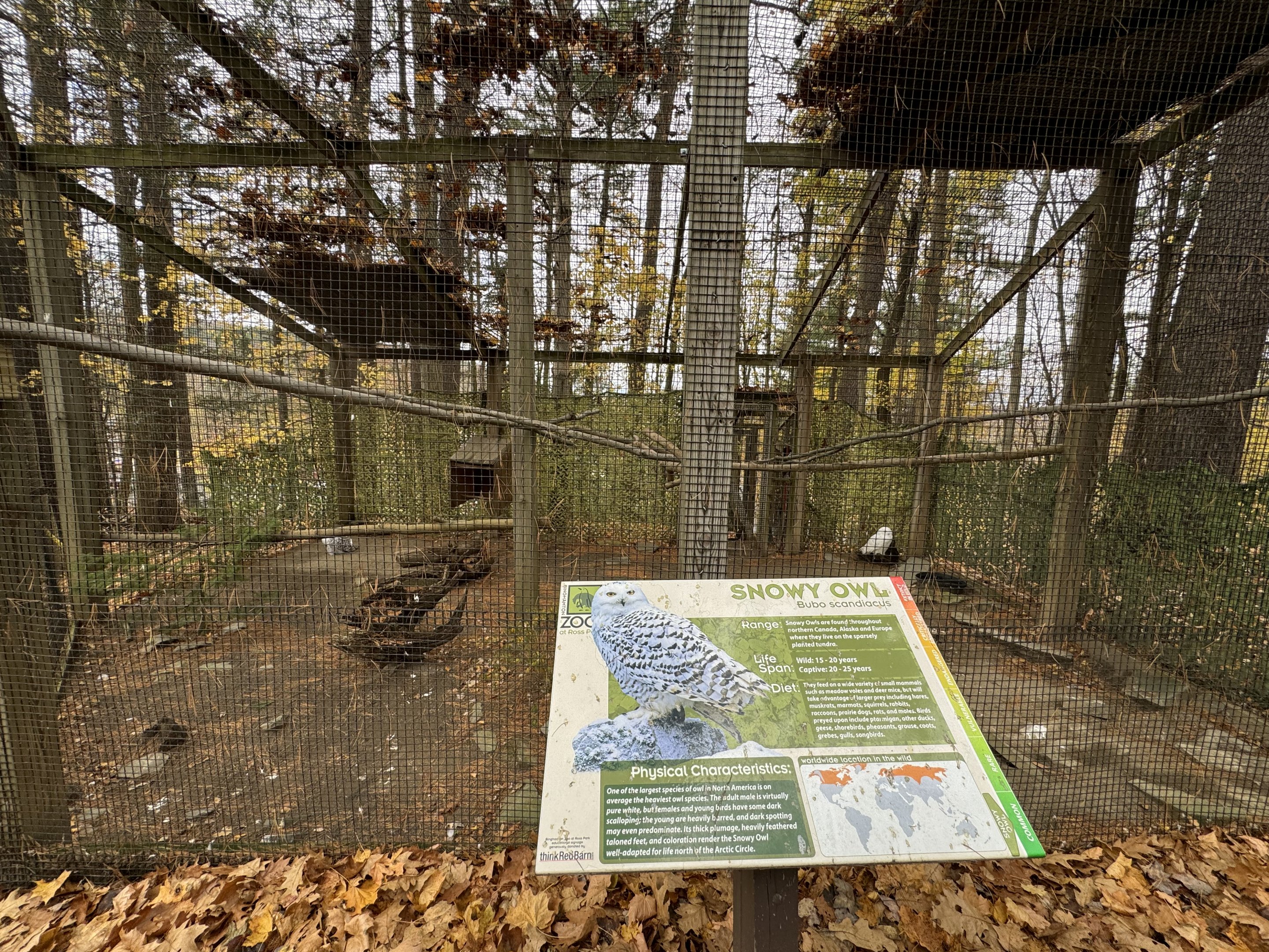 Snowy owl exhibit