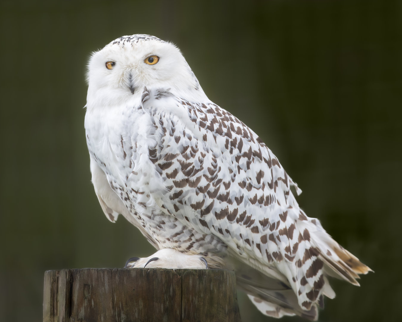 Snowy Owl (f) / Newquay / 16-3-23