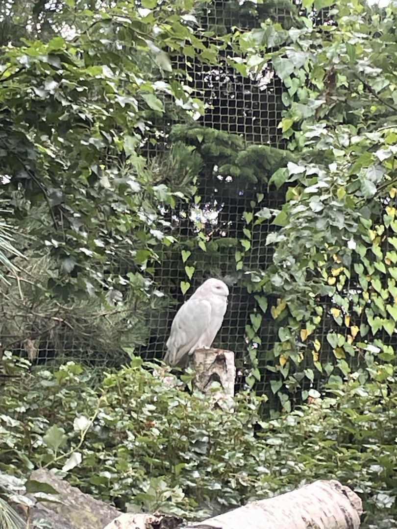 Snowy Owl female