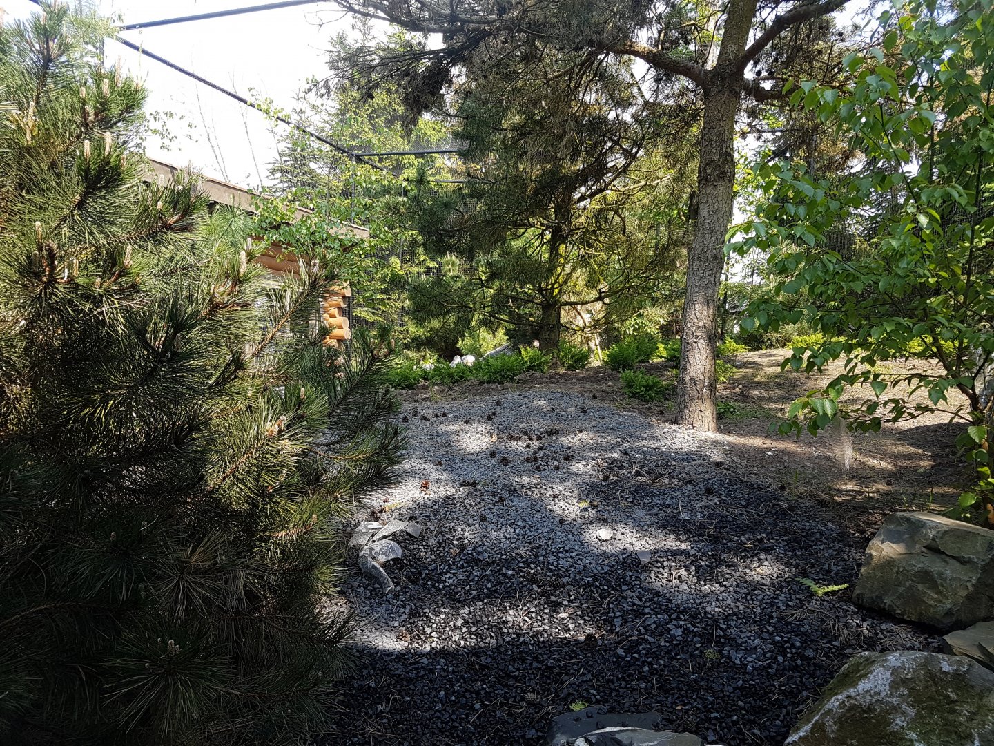 Snowy owl - Great grey owl aviary