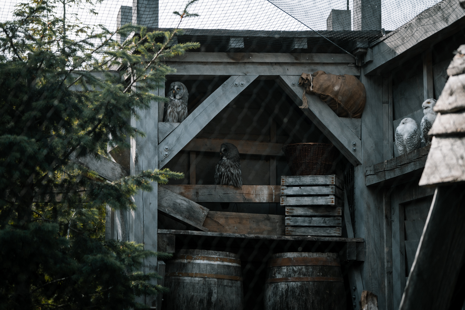 Snowy Owl, Great Grey Owl