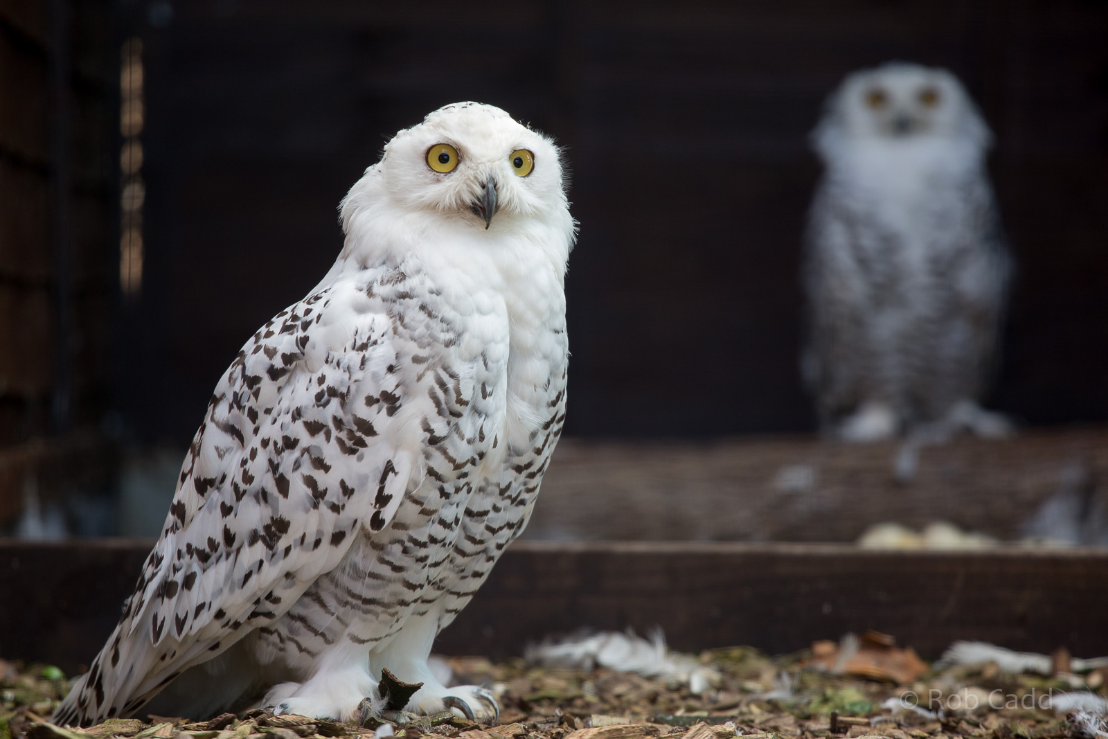 Snowy owl : Hamerto : 31 Aug 2014