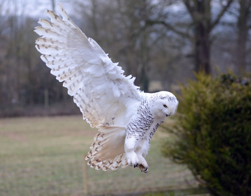 Snowy Owl in free flight