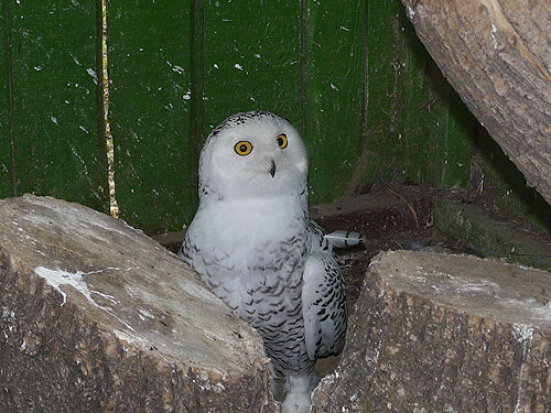 Snowy Owl in Kishinev Zoo