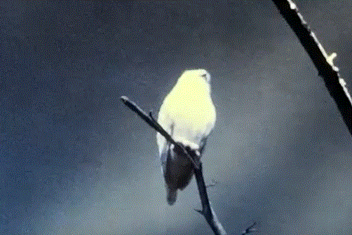 Snowy Owl in Woodland Exhibit 1977