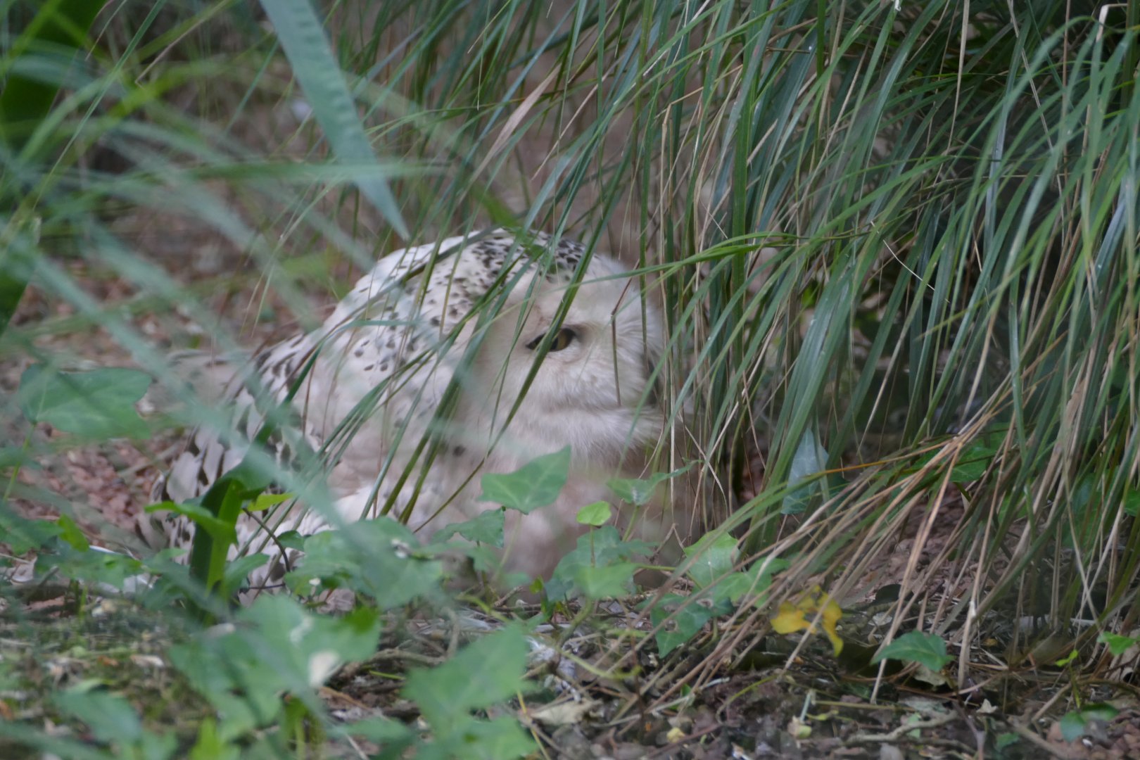 Snowy owl, June 2018