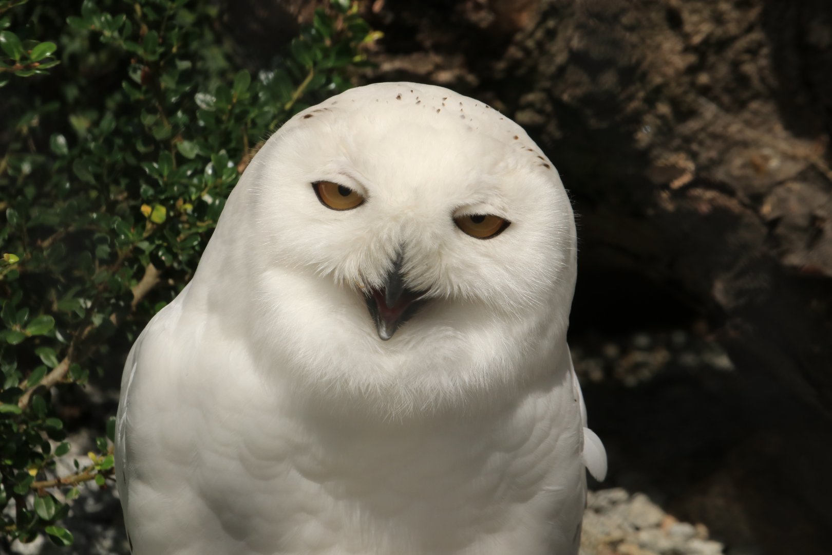 Snowy owl (June 2020)