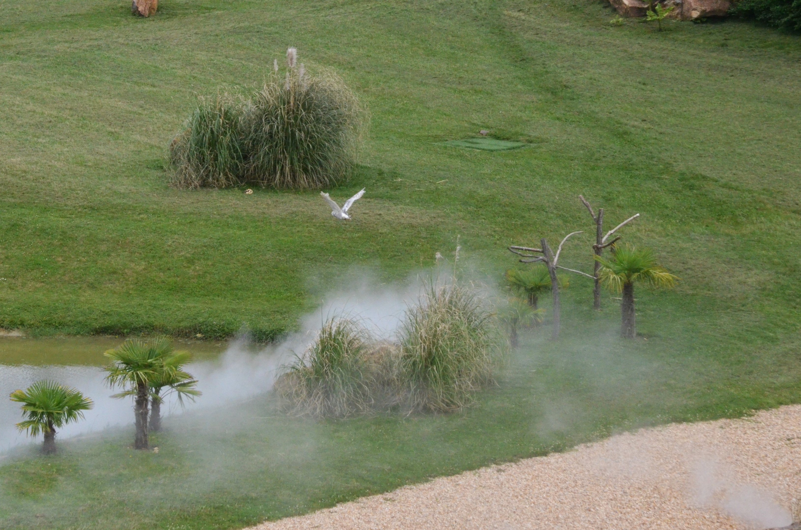 Snowy Owl - Les Maîtres des Airs at Beauval, 12/06/18