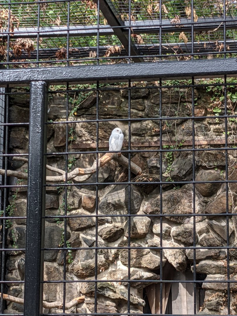 Snowy owl, male