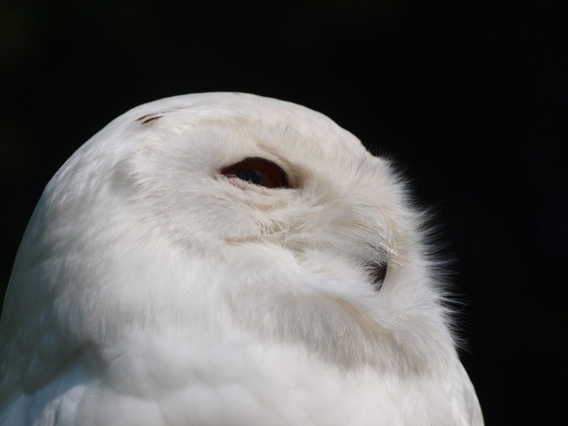 Snowy owl (May 2nd, 2015)