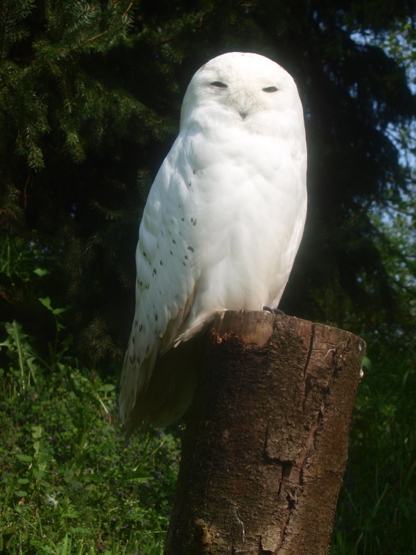 Snowy owl (May 2nd, 2015)