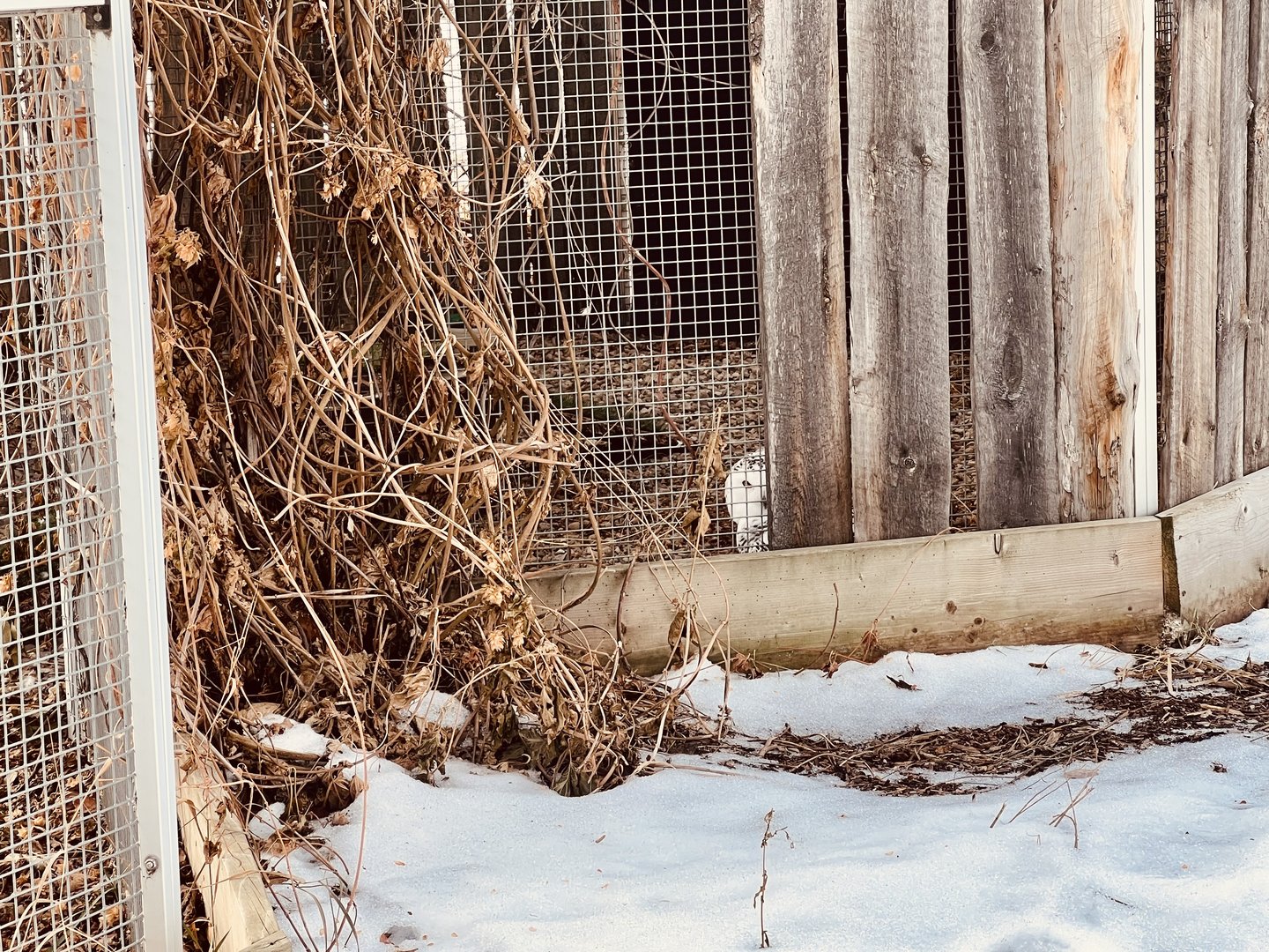 Snowy Owl. Near the caribou. Unsigned and mostly obscured from view…but here it is.