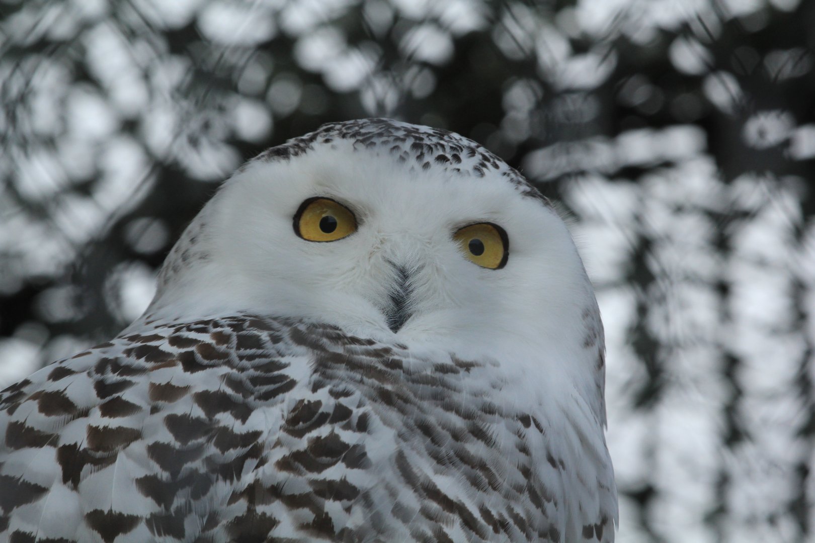 Snowy owl (November 2018)