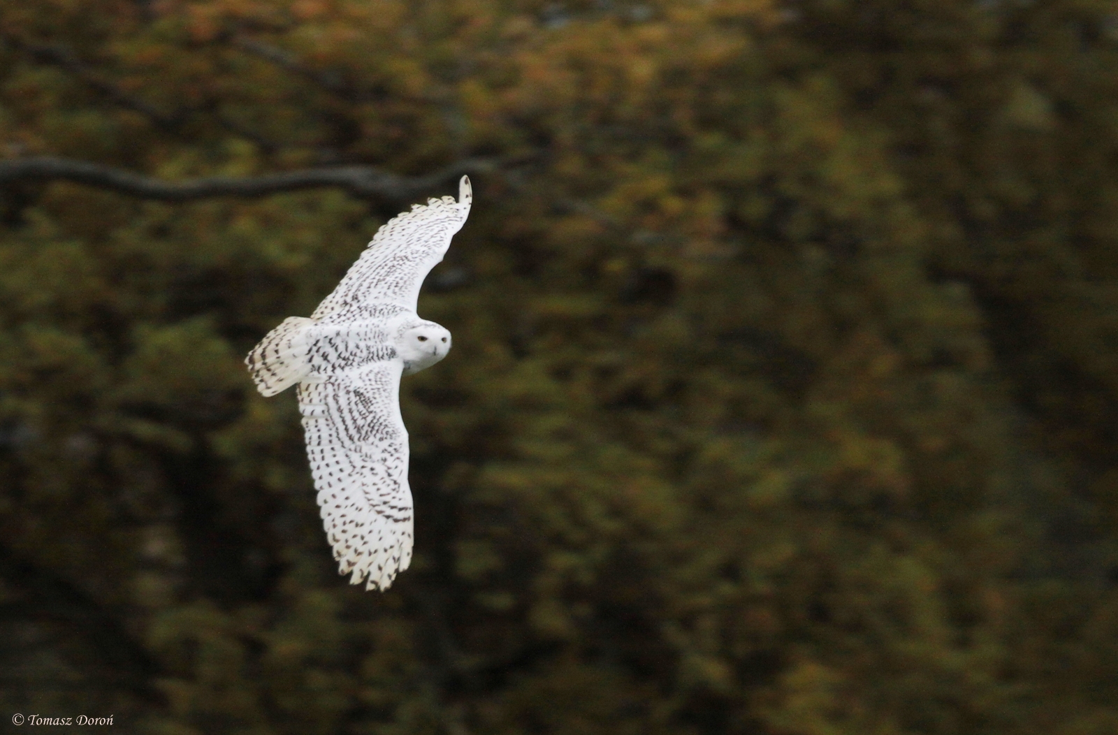 Snowy Owl (Nyctea scandiaca)