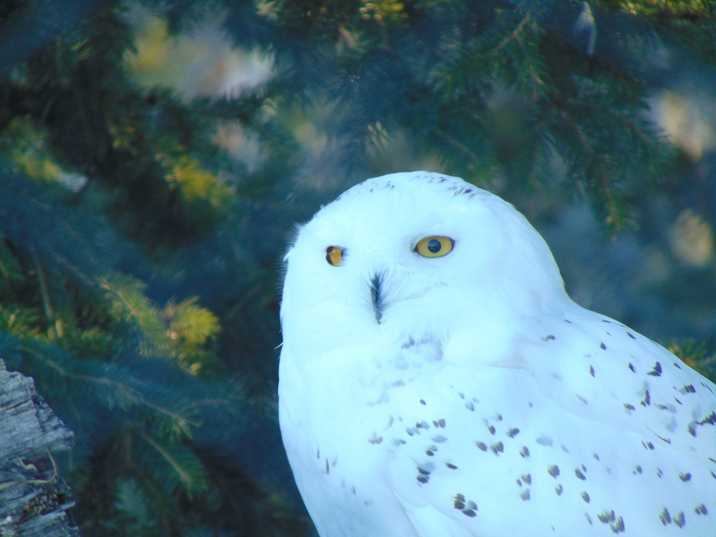 Snowy Owl (Nyctea scandiaca)