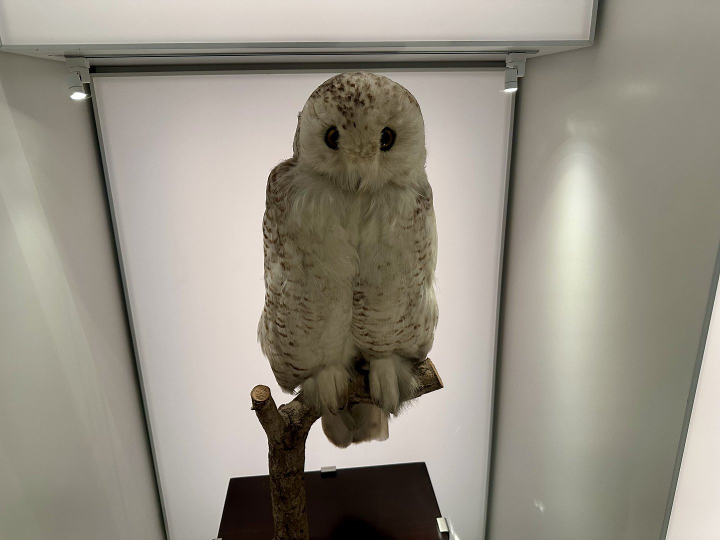 Snowy owl (Nyctea scandiaca)