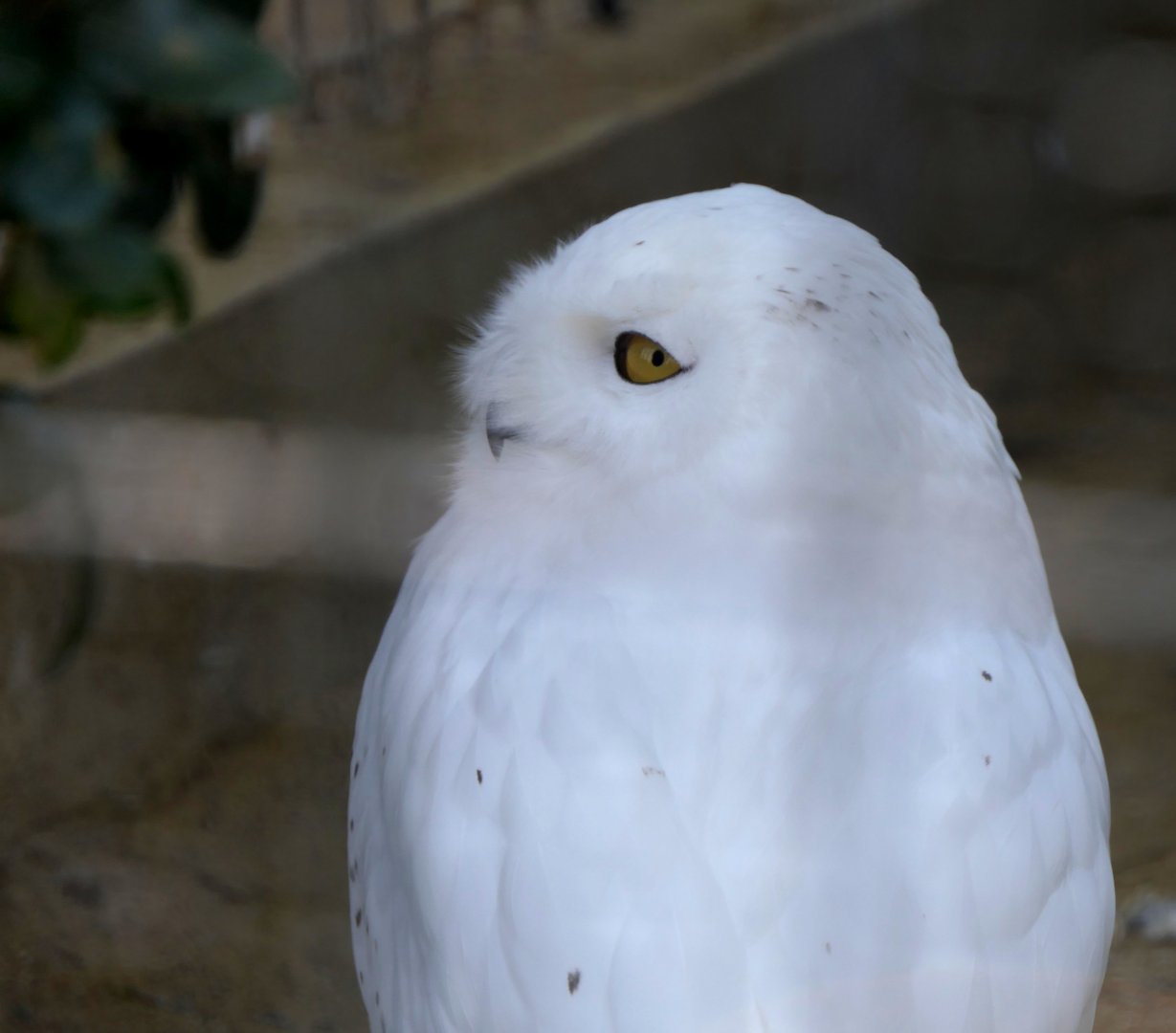 Snowy Owl (Nyctea scandica)
