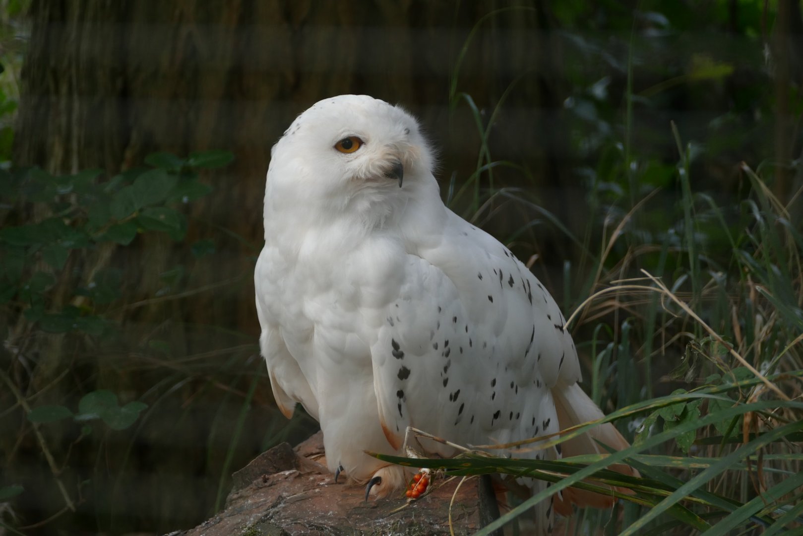 Snowy owl, October 2020