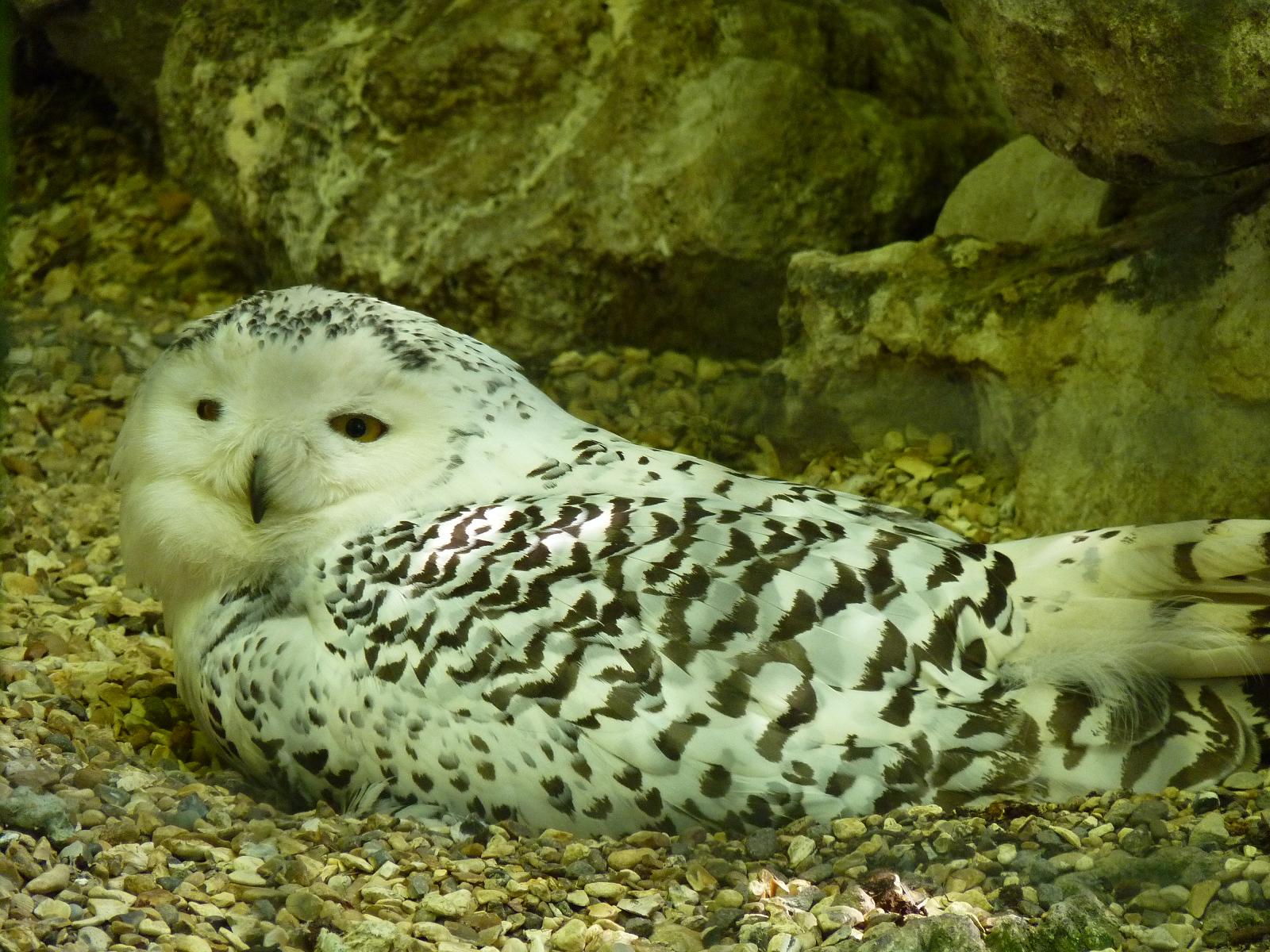 Snowy Owl on Nest