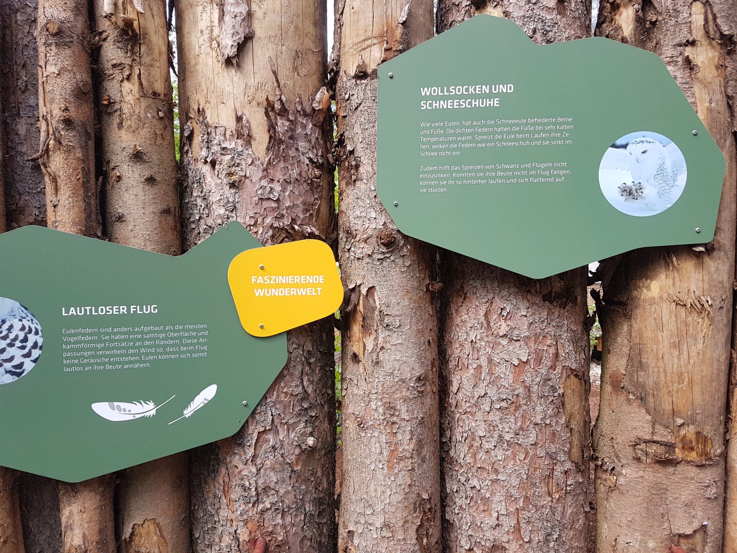 Snowy Owl Signage, Walkthrough Aviary in Polar World