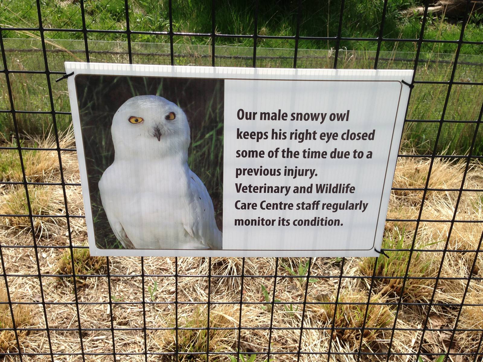 Snowy Owl Signage
