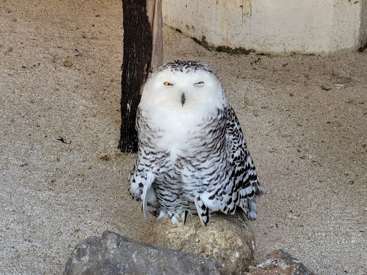Snowy owl -Tierra Rapaz (2024)