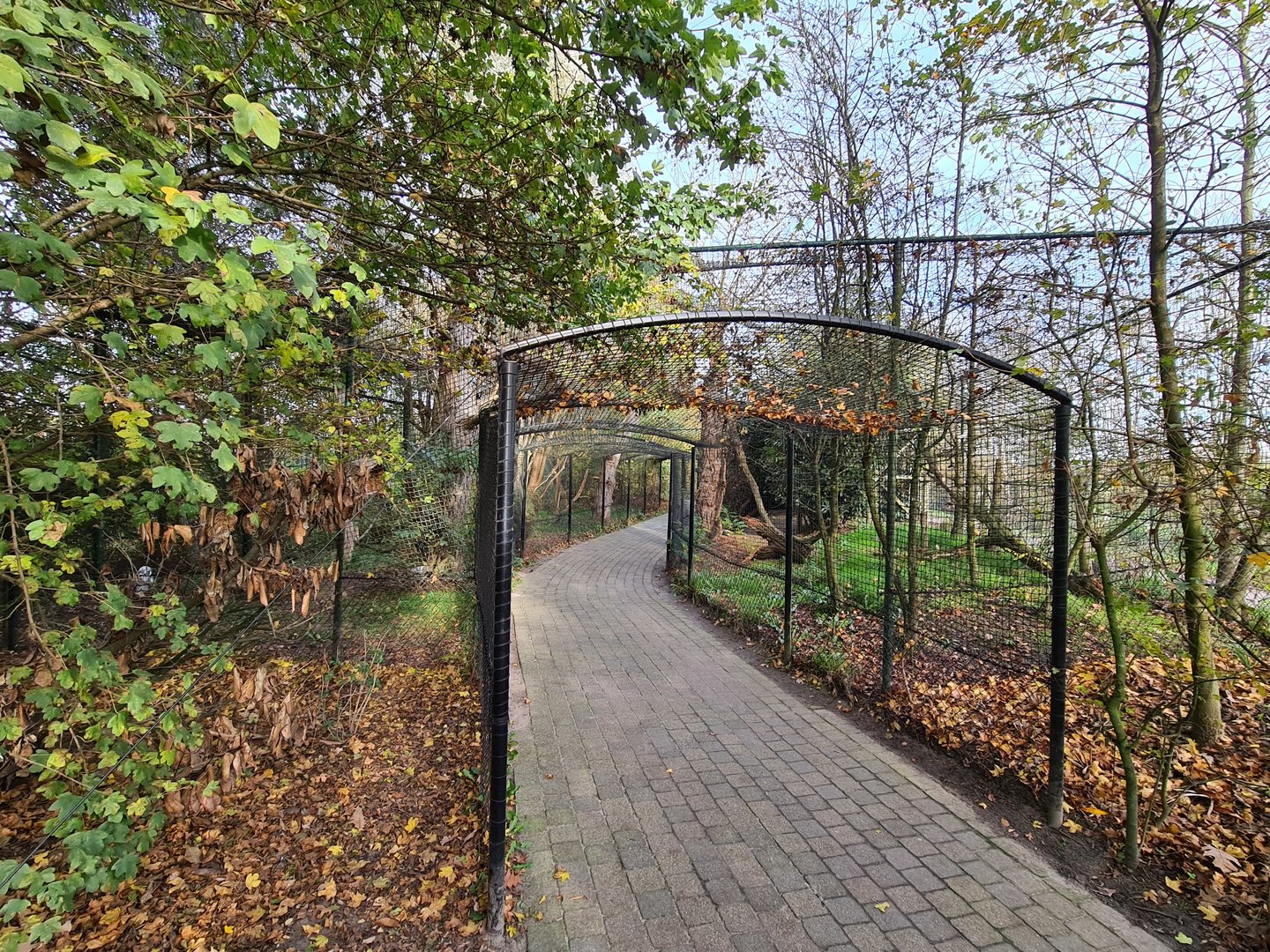 Snowy owl tunnel aviary