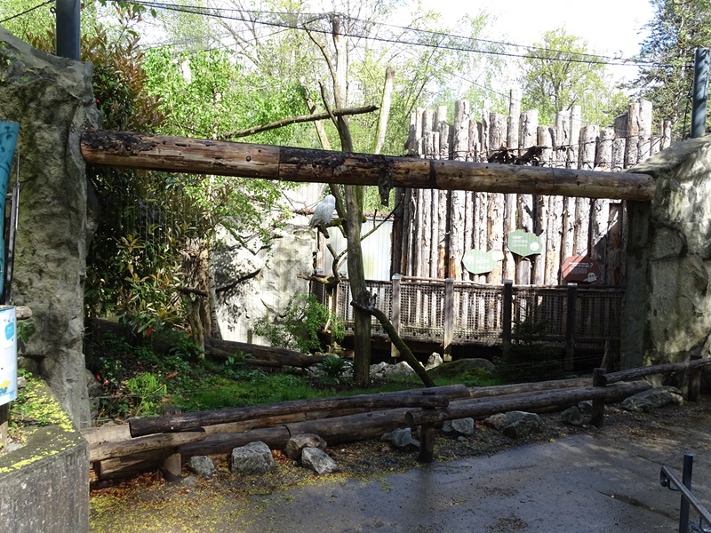 Snowy owl walk-through aviary