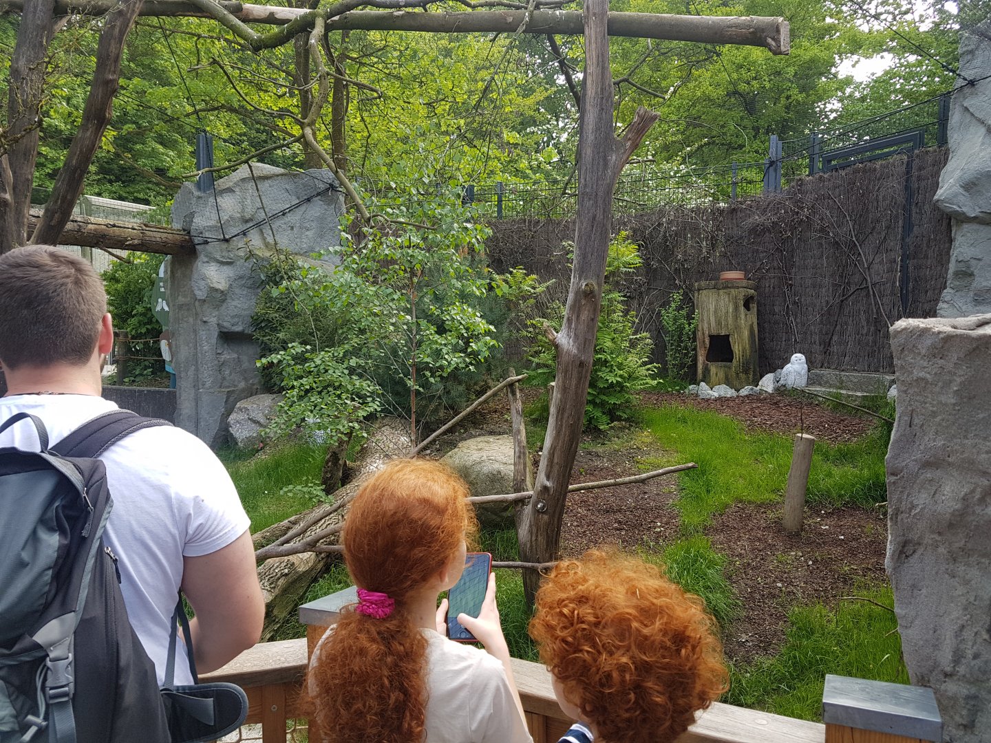 Snowy Owl Walkthrough Aviary, the View from the Bridge