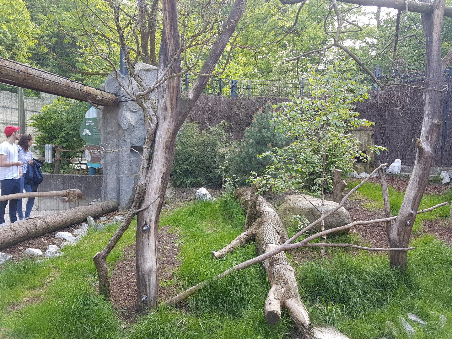 Snowy Owl Walkthrough Aviary