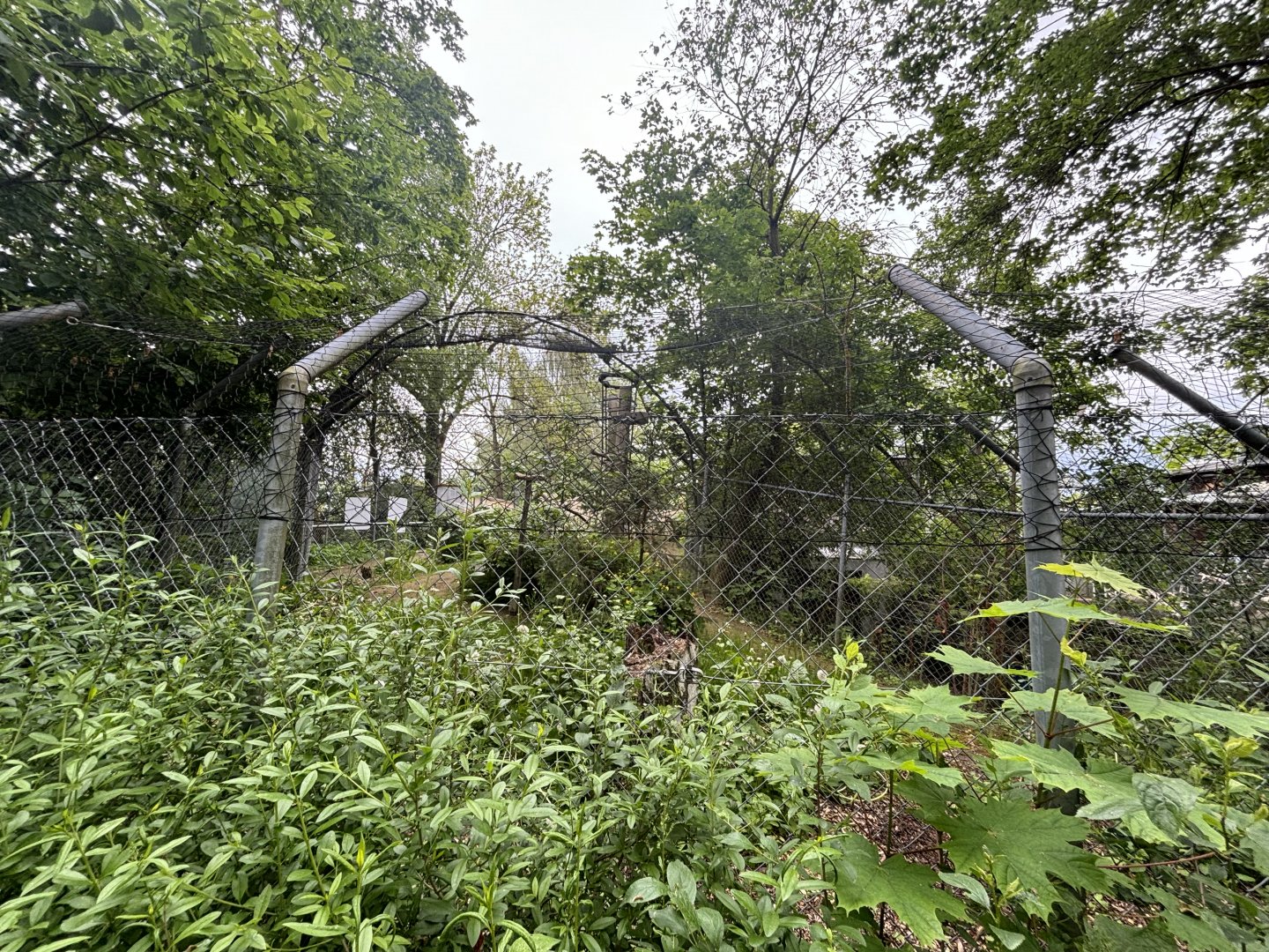 Snowy Owl Walkthrough Enclosure at Zoologischer Garten Hof